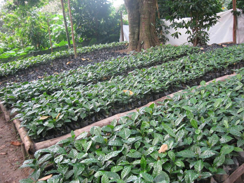 Finca San Rafael - Cafe Y Cacao Minca Exteriör bild