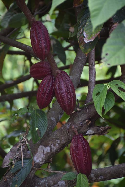 Finca San Rafael - Cafe Y Cacao Minca Exteriör bild
