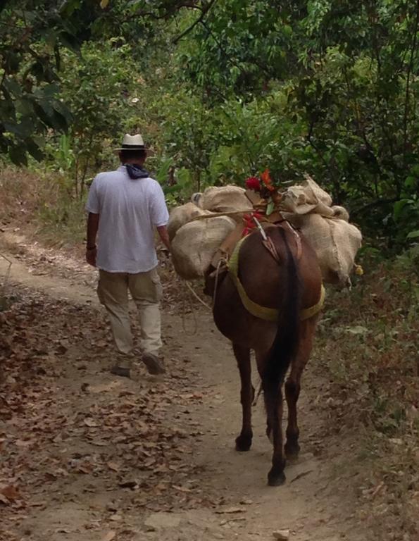 Finca San Rafael - Cafe Y Cacao Minca Exteriör bild