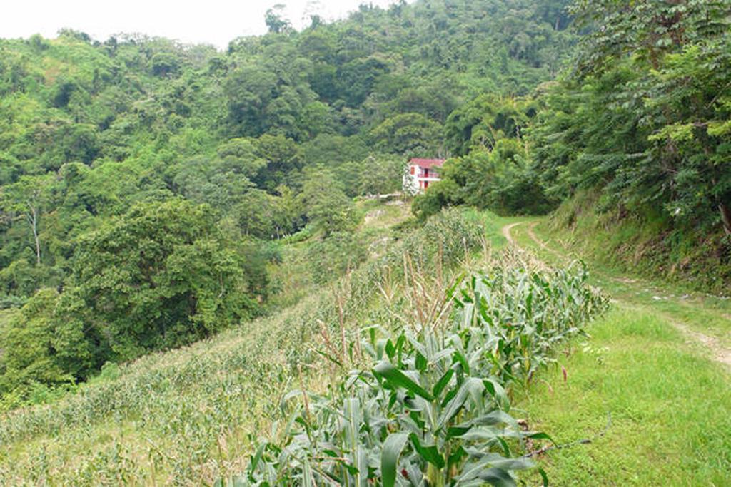Finca San Rafael - Cafe Y Cacao Minca Exteriör bild
