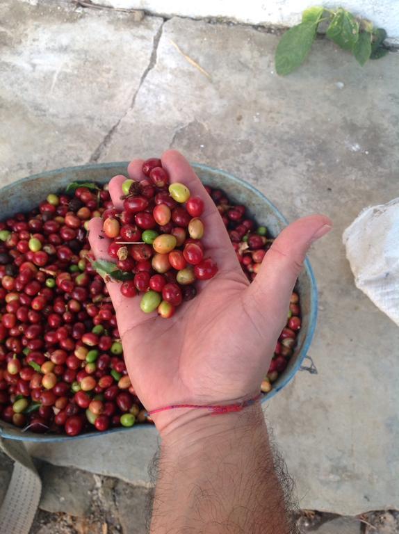 Finca San Rafael - Cafe Y Cacao Minca Exteriör bild
